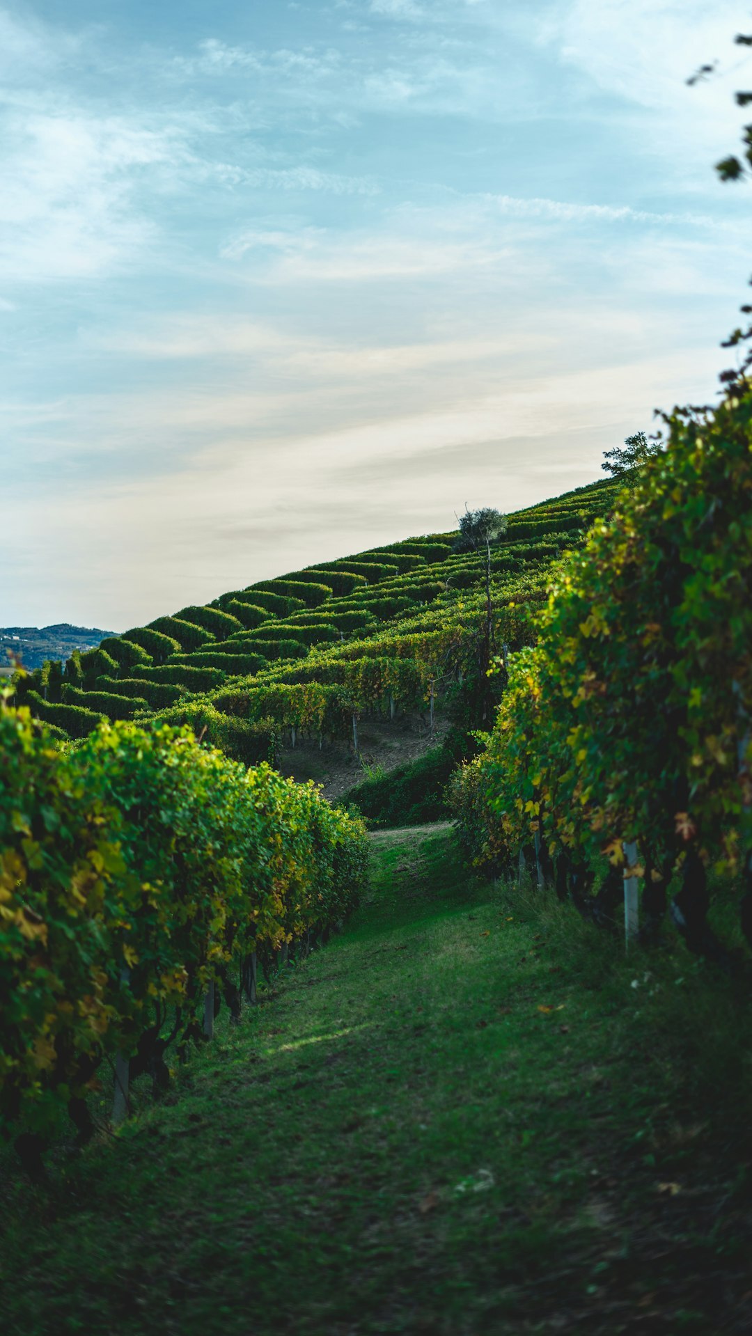 Rolling vineyard hills in southern Slovakia
